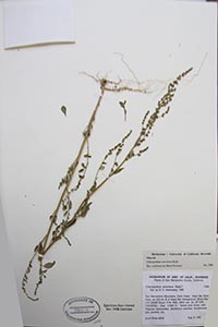 Herbarium Sheet of UCR 79993